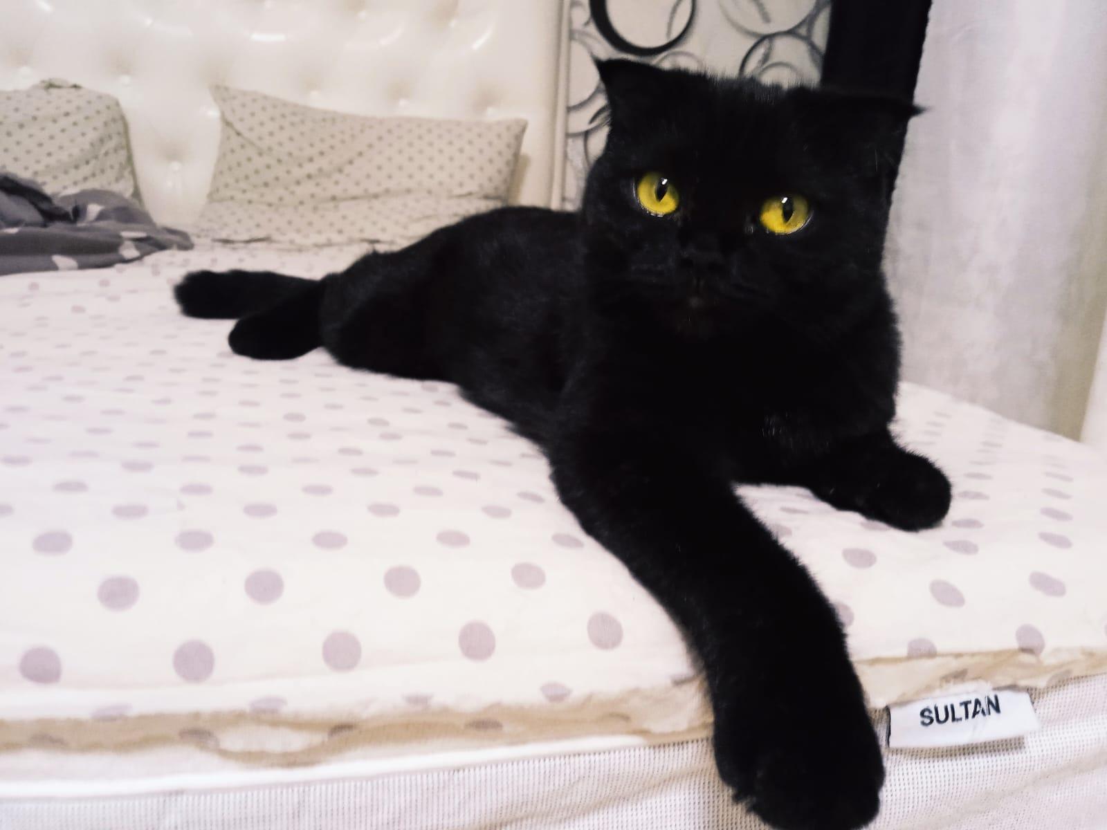 Фото В снегу и за рулем: в Новосибирске опубликовано свыше 50 фото милых питомцев к Дню кошек 24 - Сиб.ФМ Фото В снегу и за рулем: в Новосибирске опубликовано свыше 50 фото милых питомцев к Дню кошек 24